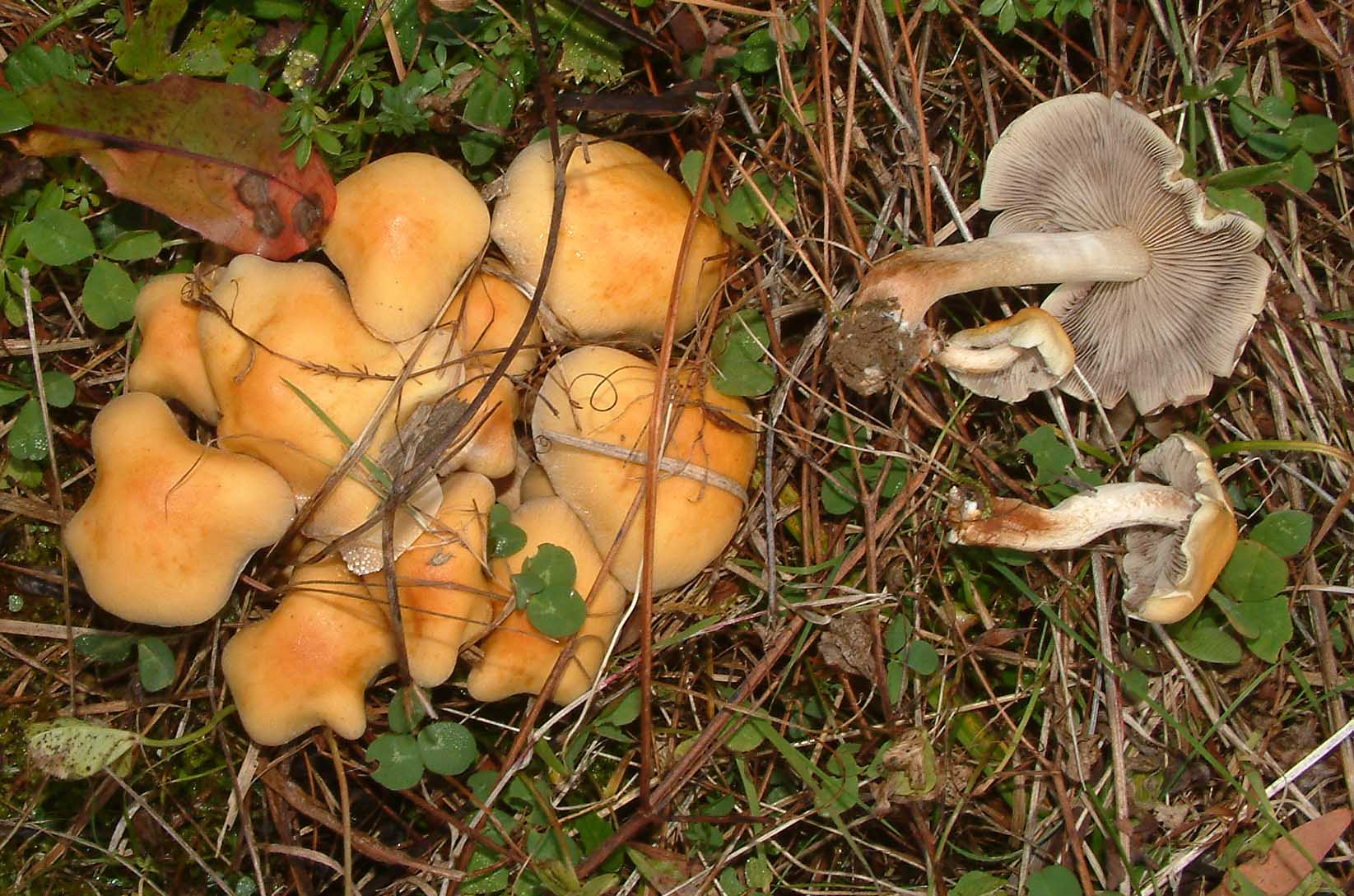Cosa ha da fare un marinaio in montagna se non....
